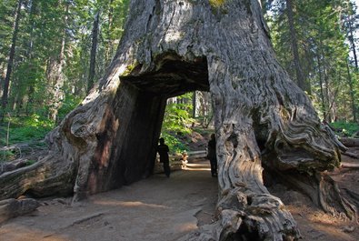 Giant Sequoias of Mariposa Grove